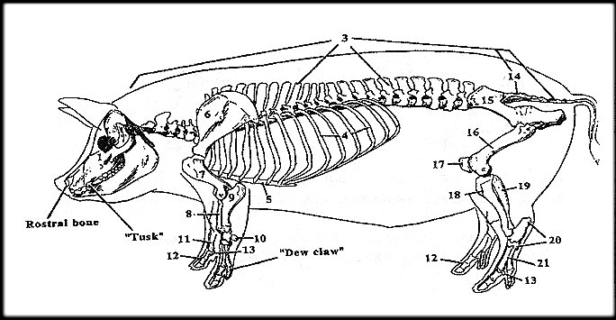 Health – Pig-A-Sus Homestead