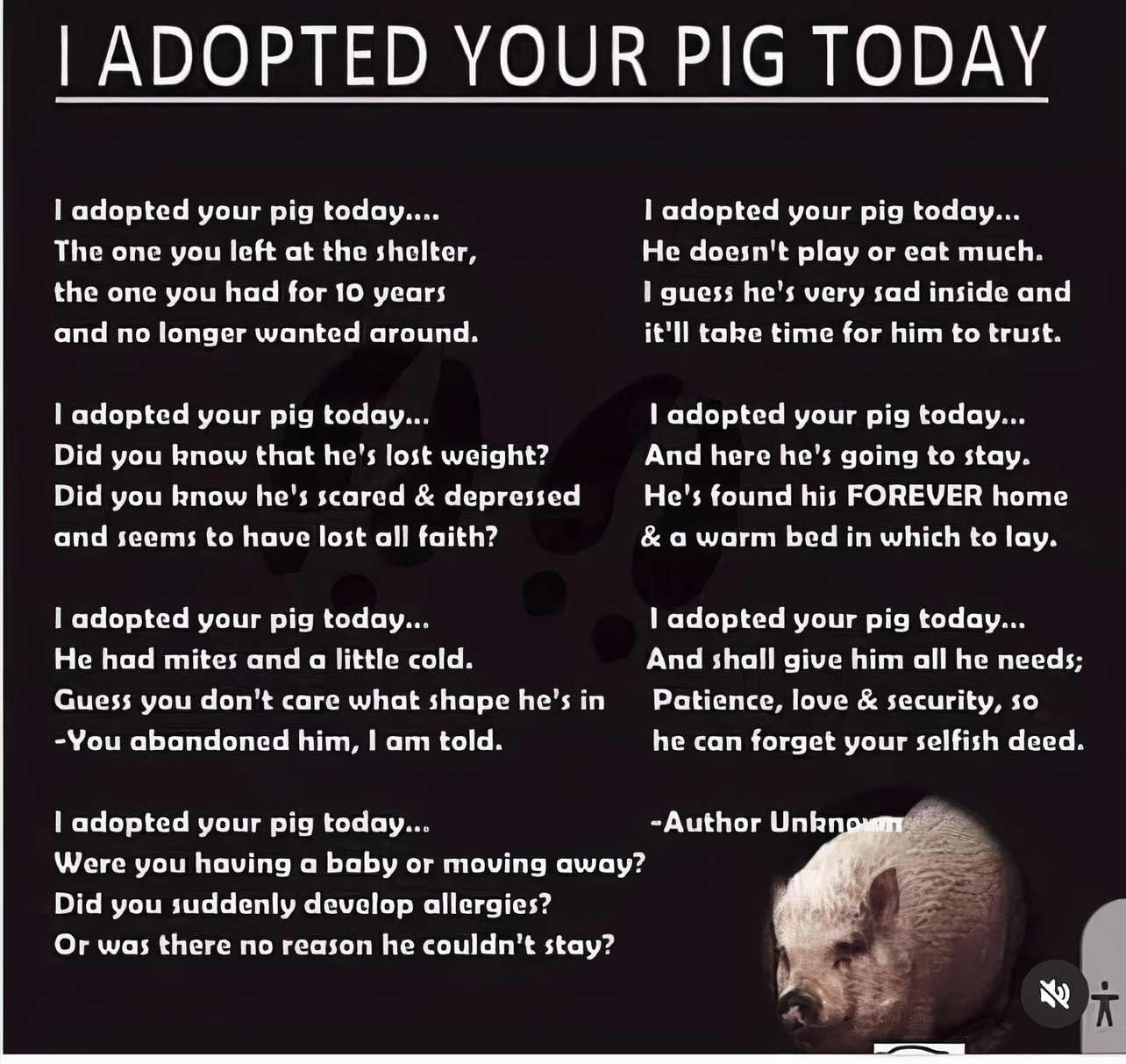 Are you adopted your pig today_LE_auto_x1
